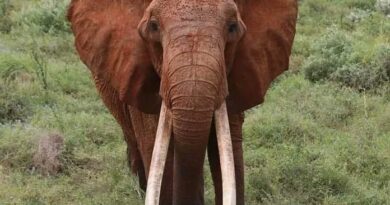 TN begins three-day synchronised elephant survey