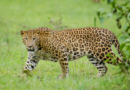 Leopard spotted at Infosys campus in Mysuru, techies asked to work from home