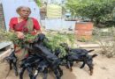 ACC creates sustainable livelihood through goat rearing around its Chanda Cement Works