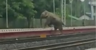 Jumbo deaths: Railways develop AI-based software to avoid collisions