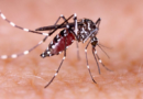 Study: Mosquitoes disrupting sleep, hitting West India’s productivity