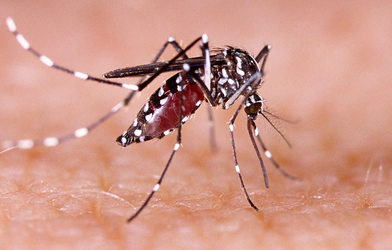 Study: Mosquitoes disrupting sleep, hitting West India’s productivity