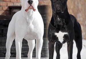 Tamil Nadu bans 23 ‘dangerous’ dog breeds