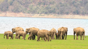 Centre okays Rs 2,603 crore for wildlife habitat development scheme