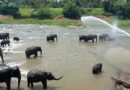 Sri Lanka’s Elephant Kingdom: Explore Pinnawala and Beyond for Unforgettable Wildlife Experiences