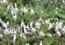 Multifold Increase in migratory bird population at TN bird sanctuary