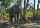 Vantara Provides a Chain-Free Sanctuary for 20 Elephants Rescued from the Exploitative Logging Industry