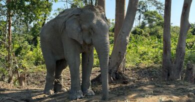 Vantara Provides a Chain-Free Sanctuary for 20 Elephants Rescued from the Exploitative Logging Industry