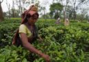India pips Sri Lanka to become world’s 2nd-largest tea exporter