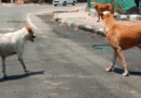 Chennai to launch mass anti-rabies drive today, targets two lakh stray dogs