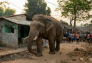 Elephant in ‘queue’ outside Bengal’s Jhargram voting booth causes brief alarm