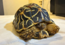DRI Pune seizes prohibited wildlife species near railway station, two held