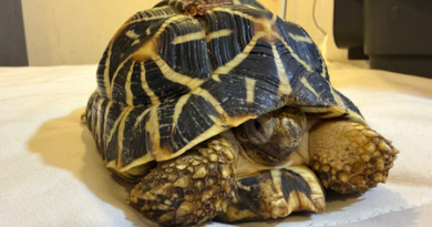 DRI Pune seizes prohibited wildlife species near railway station, two held
