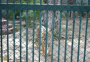 Gujarat: Air coolers, hydration support deployed at Ahmedabad Zoo to shield wildlife from heatwave