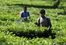 Key anti-virus defence system in plants explored by CCMB researchers