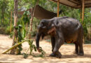 No More Painful Walks: After Years of Suffering, Maniki Comes to Vantara for Healing