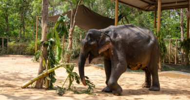 No More Painful Walks: After Years of Suffering, Maniki Comes to Vantara for Healing