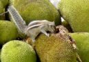 ‘From poor man’s fruit to health food’: Kerala plans push for jackfruit, highlight medicinal value