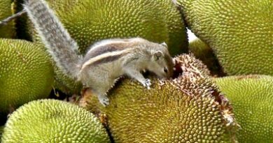 ‘From poor man’s fruit to health food’: Kerala plans push for jackfruit, highlight medicinal value