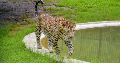 Leopard spotted 6th time near Bengaluru’s Byadarahalli; residents seek immediate capture