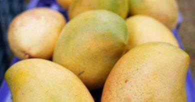 India exports Neelam, Totapuri mangoes to Maldives for first time