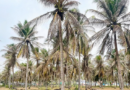 Pest infestation spreads across coconut plantations in TN’s Coimbatore, farmers seek help Pest infestation spreads across coconut plantations in TN’s Coimbatore, farmers seek help