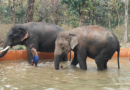 TN’s Chadivayal elephant camp set to become new eco-tourism attraction