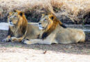 Gujarat: Three lions shifted to Sakkarbaug Zoo after fatal attack on boy in Girnar