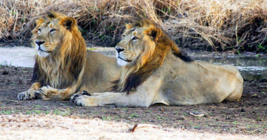 Gujarat: Three lions shifted to Sakkarbaug Zoo after fatal attack on boy in Girnar