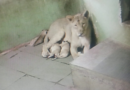 Gujarat: Three Asiatic Lion cubs born at Rajkot Zoo, population rises to 20