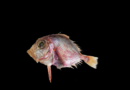 CMFRI identifies new fish species in Arabian Sea