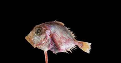 CMFRI identifies new fish species in Arabian Sea
