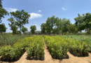 Digital helpline helps citizens find forest nurseries and tree saplings in Gujarat