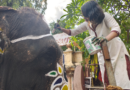 Quiet canvases: Young artist paints Ahmedabad Rath Yatra’s gentle giants as lakhs watch