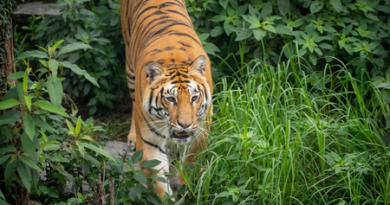 Nepal to build first-ever tiger sanctuary to promote eco-tourism