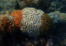 Tricolour corals offer clues to climate resilience