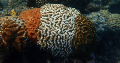 Tricolour corals offer clues to climate resilience