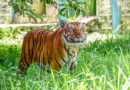 TN’s Gudalur shuts down for 48 hours as hunt for tiger intensifies