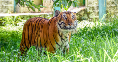 TN’s Gudalur shuts down for 48 hours as hunt for tiger intensifies