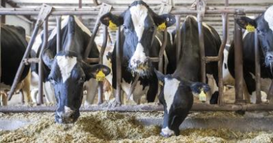 Tamil Nadu plans 22,500 milch cows to boost Aavin milk procurement