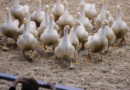 Australia to vaccinate vulnerable species against H5N1 bird flu