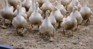 Australia to vaccinate vulnerable species against H5N1 bird flu