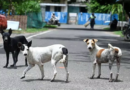 Chennai Corporation targets 2 lakh stray dogs in major anti-rabies vaccination drive