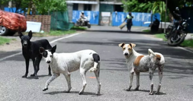 Chennai Corporation targets 2 lakh stray dogs in major anti-rabies vaccination drive Chennai Corporation targets 2 lakh stray dogs in major anti-rabies vaccination drive