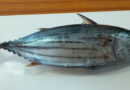 Tuna caught in Indian waters safe to eat: CMFRI