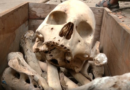 Delhi: Human skeleton found during cleanliness drive