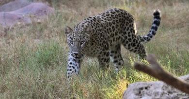 16 sheep killed, 17 injured in leopard attack in J&K’s Budgam
