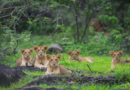 Gujarat govt rejigs Porbandar forest division as Asiatic lions return to Barda