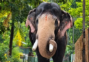 Hundreds pay tribute, bid goodbye to gentle giant ‘Brahmadathan’ in Kerala’s Melambara