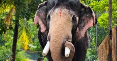 Hundreds pay tribute, bid goodbye to gentle giant ‘Brahmadathan’ in Kerala’s Melambara
